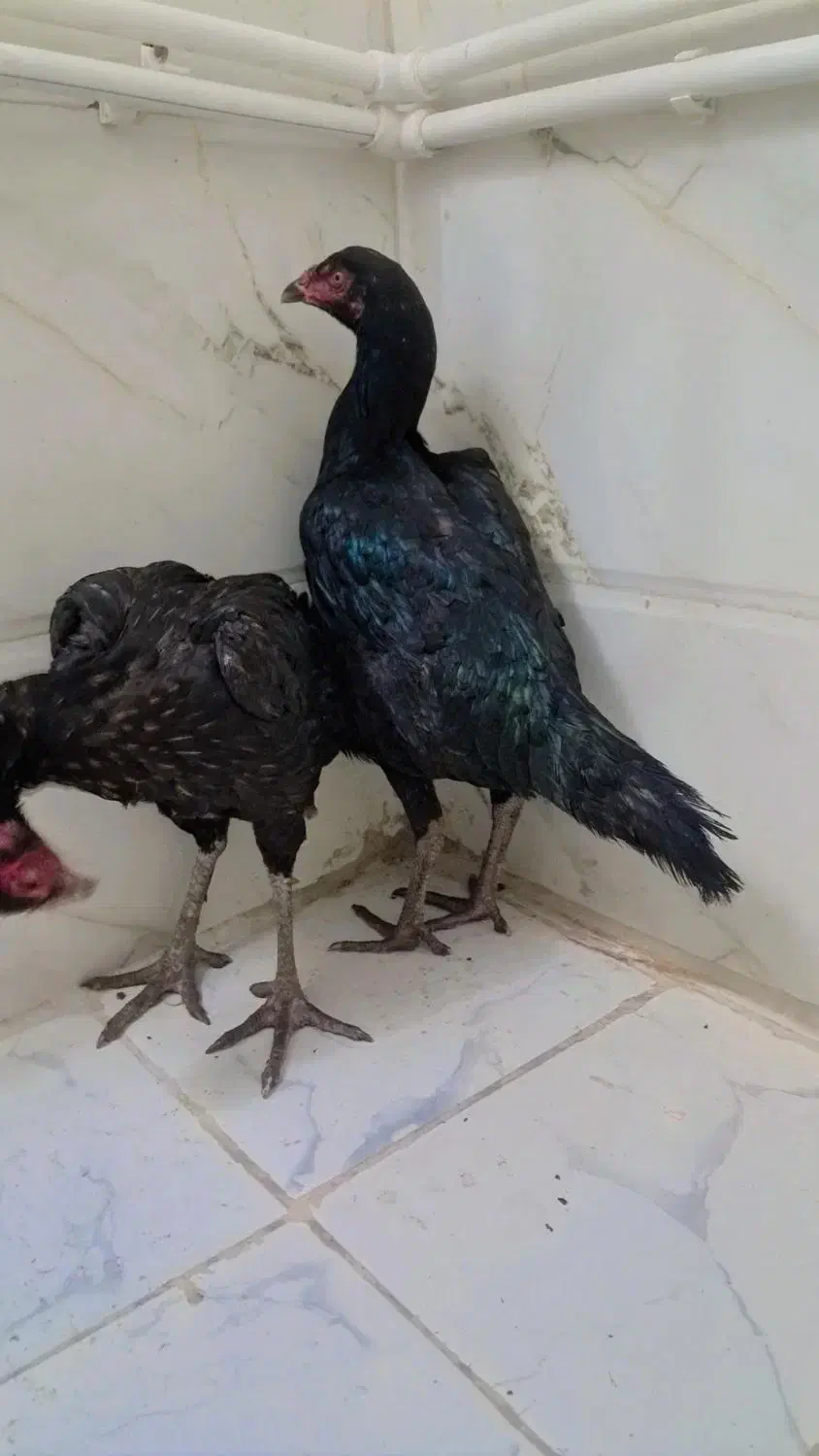 مرغ لاری نوچه|حیوانات مزرعه|نیمروز, |دیوار