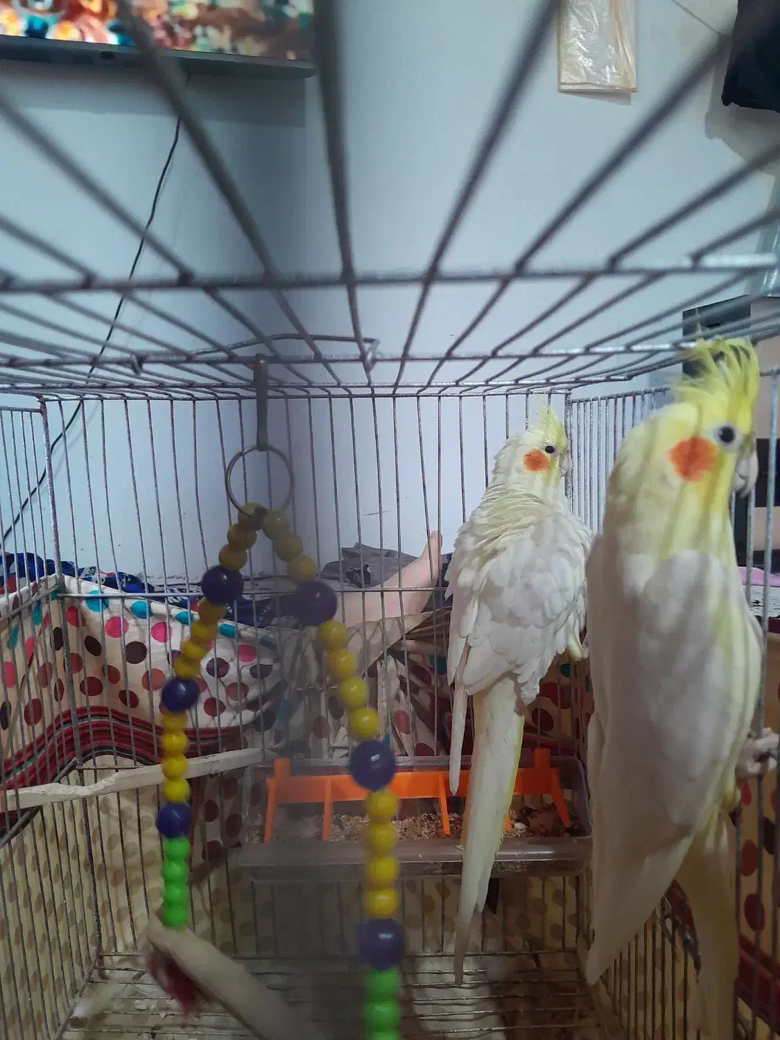 عروس هلندی|پرنده|کوچصفهان, |دیوار