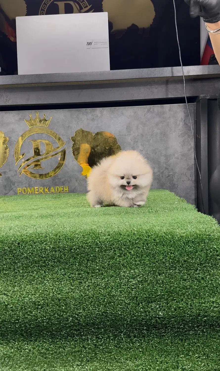 توله پامرانین خرسی کیفیت بالا|سگ|تهران, جنت‌آباد مرکزی|دیوار