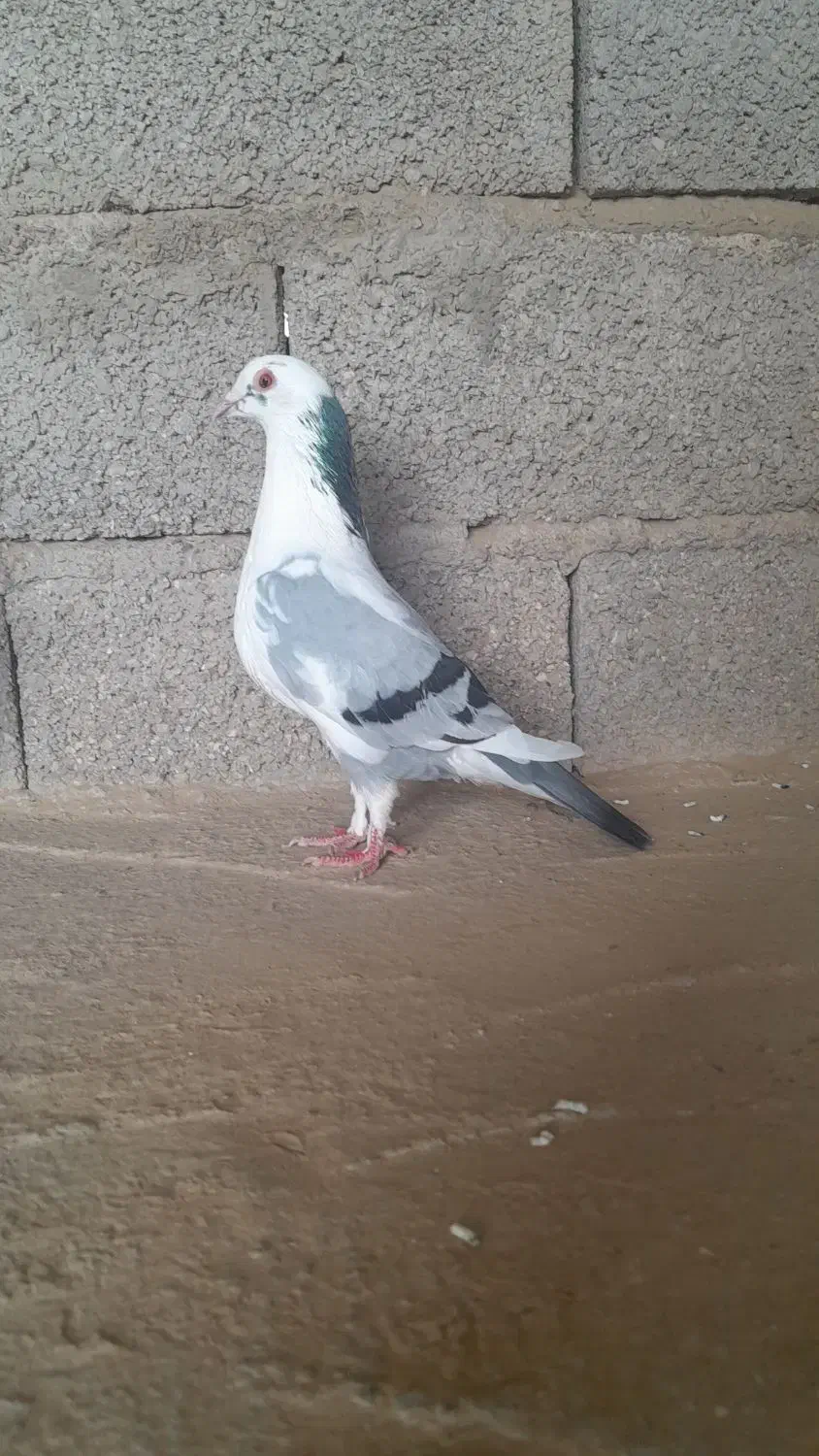 کبوتر پلنگی فروش فوری|پرنده|گنبد کاووس, |دیوار