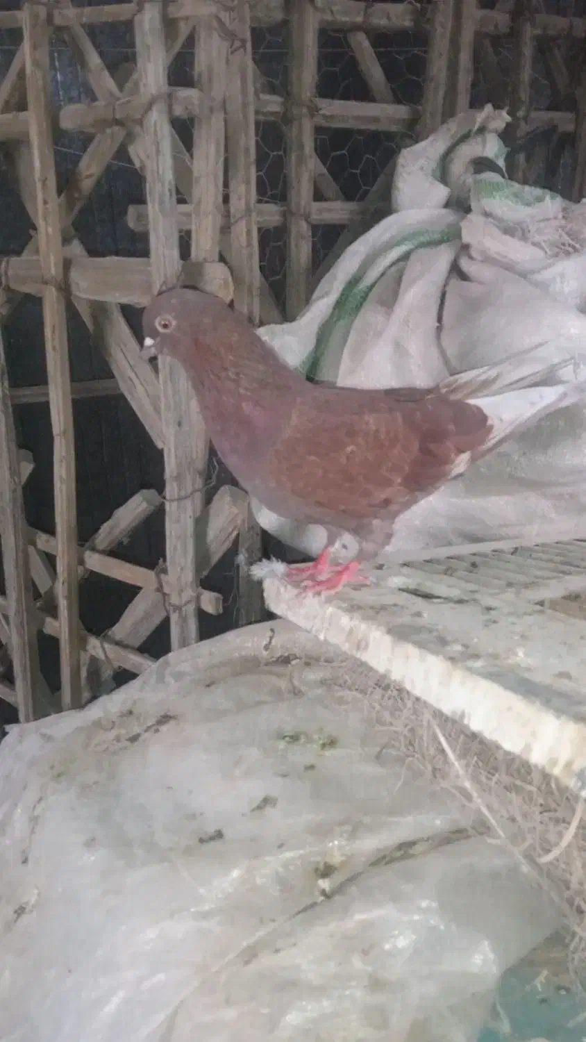 گم شده|حیوانات|عنبرآباد, |دیوار