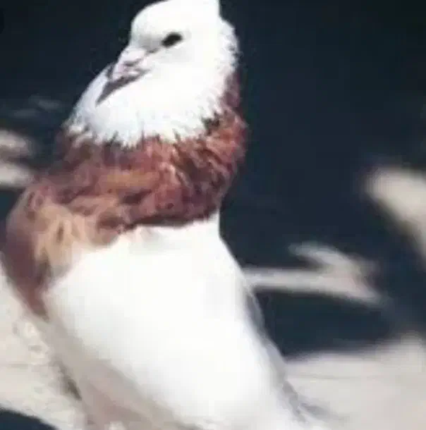 طوقی هفت رنگ|پرنده|نوده انقلاب, |دیوار