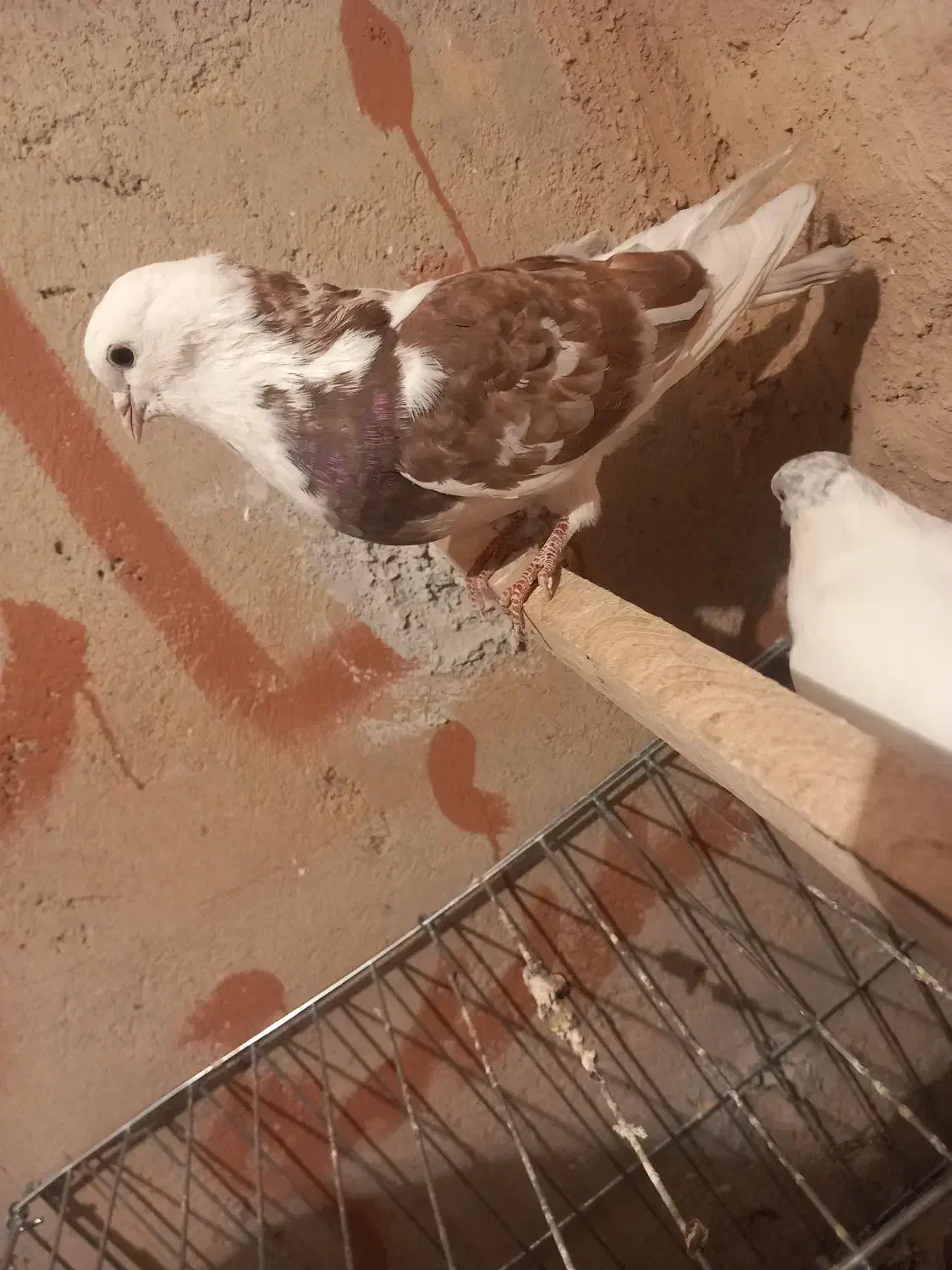 کبوتر|پرنده|سجاس رود, |دیوار