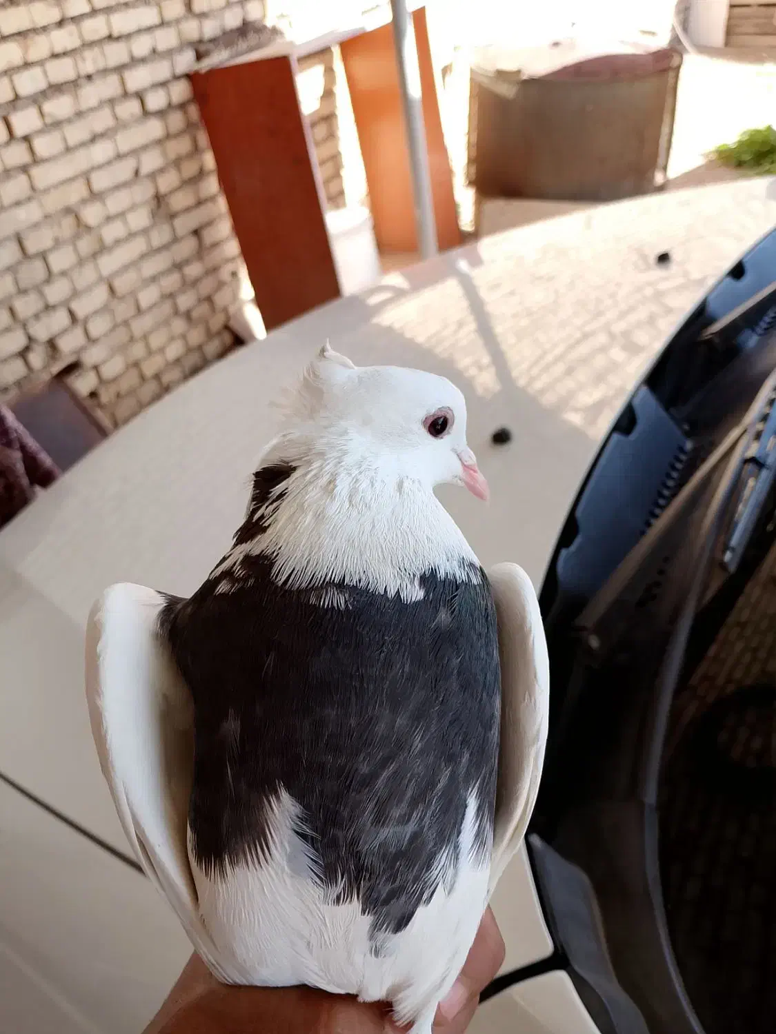 طوقی|حیوانات|اهواز, اهواز|دیوار