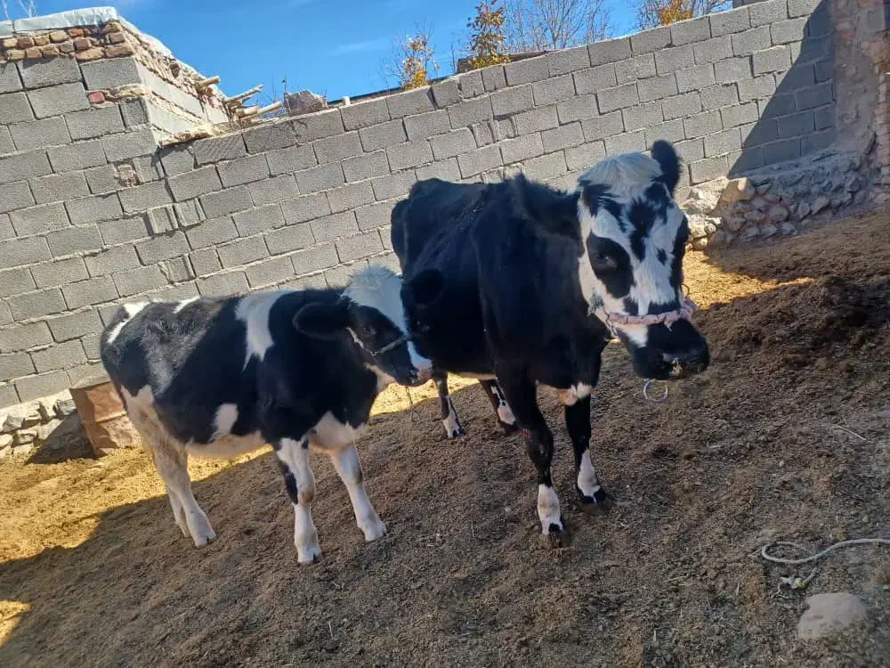 شیردوش|ماشین‌آلات صنعتی|لاله زار, |دیوار