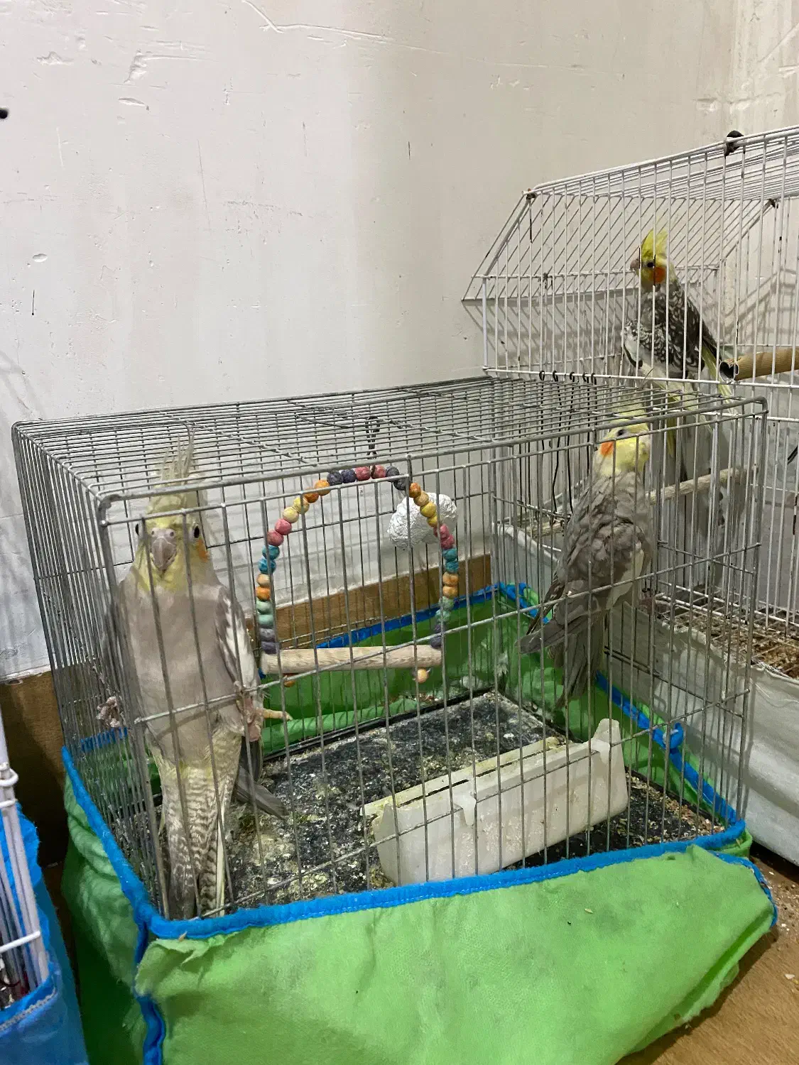 تعدادی عروس هلندی نر و ماده|پرنده|رشت, نخودچر|دیوار