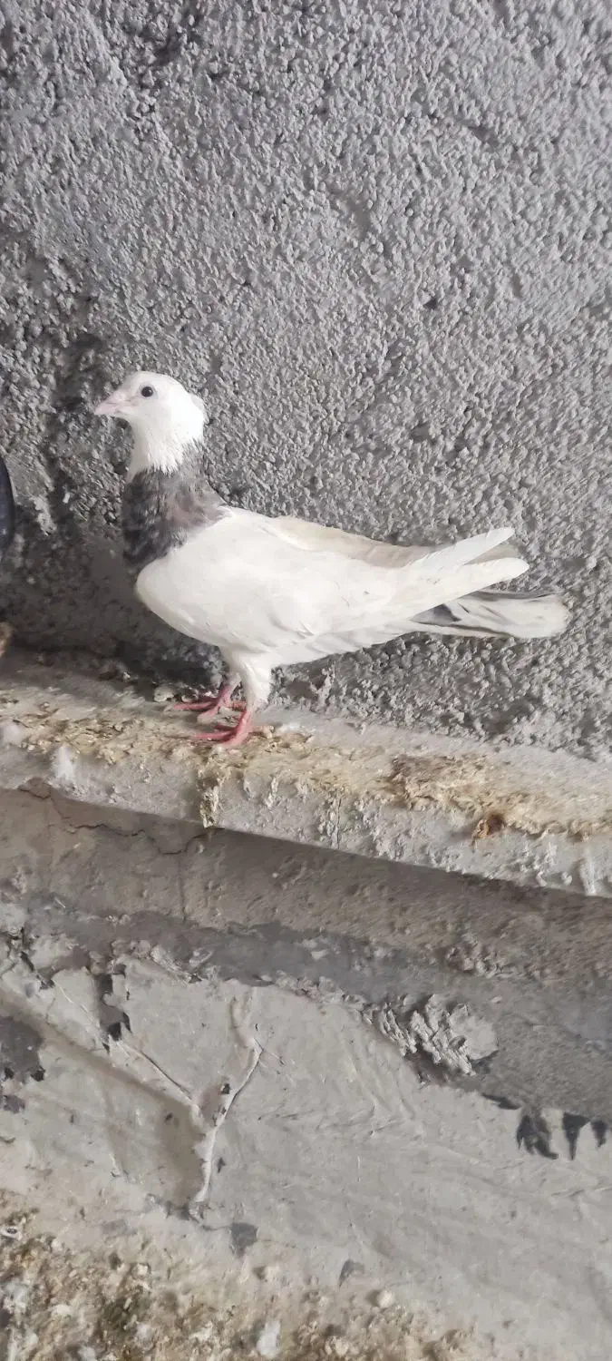 سیاه دمسفید|پرنده|شیراز, شهرک بهار|دیوار