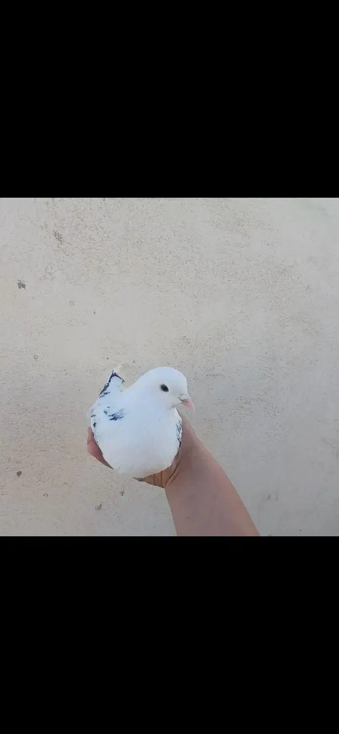 کبوتر|پرنده|گرگان, |دیوار