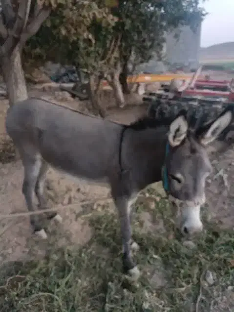 فروش الاغ نر جوان|حیوانات مزرعه|بیرجند, |دیوار