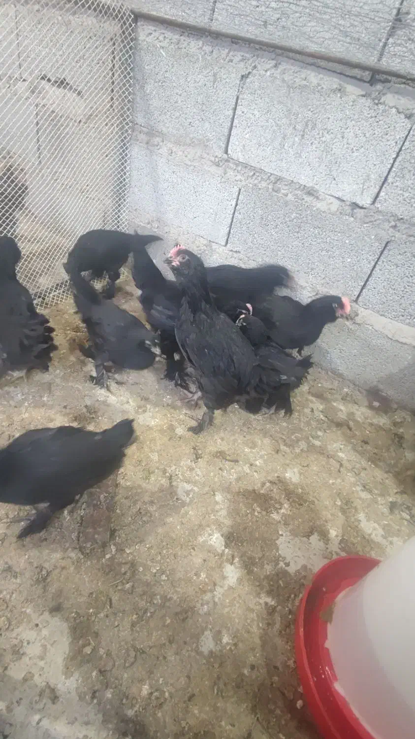 جوجه مرندی دوماهه|حیوانات مزرعه|اسکو, |دیوار