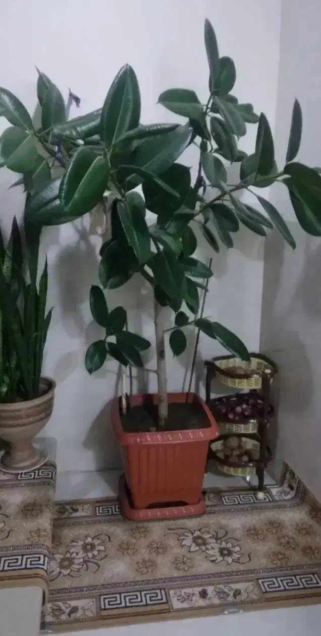 یک عدد گل فلگوس|گل و گیاه طبیعی|خوی, |دیوار