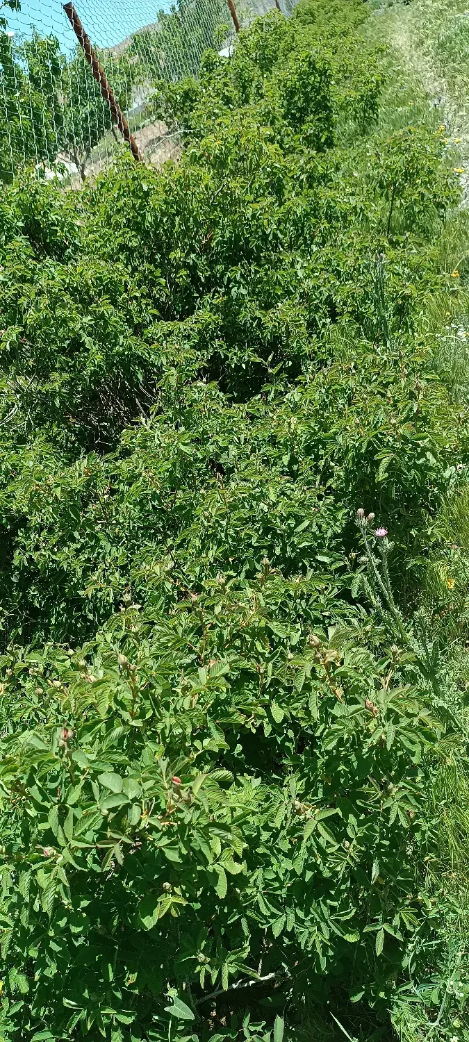 باغ2200متری|فروش خانه و ویلا|میانه, |دیوار