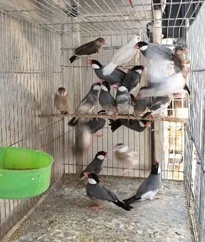 فنچ نرگسی|پرنده|شیراز, بازار|دیوار