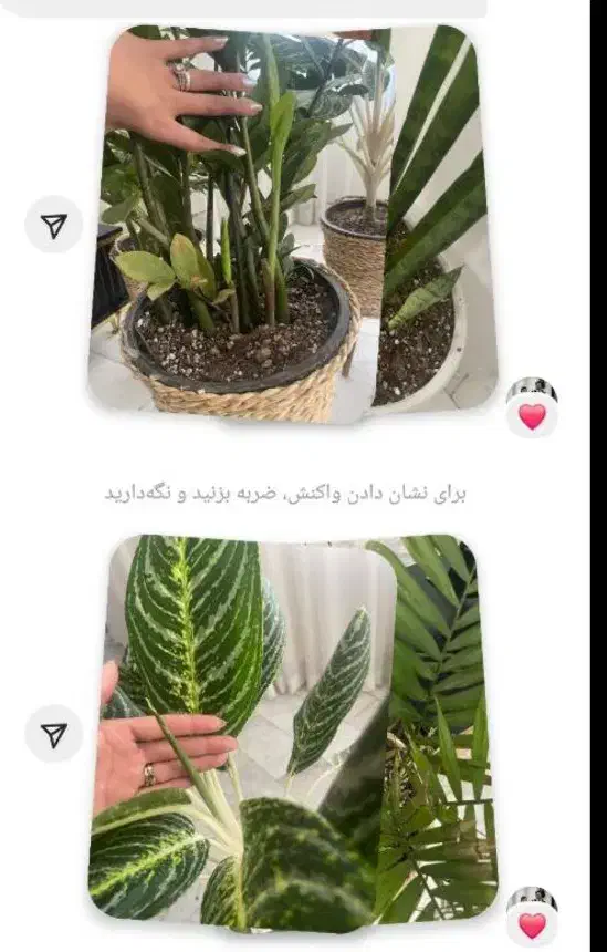 کود گیاهی|گل و گیاه طبیعی|بهبهان, |دیوار