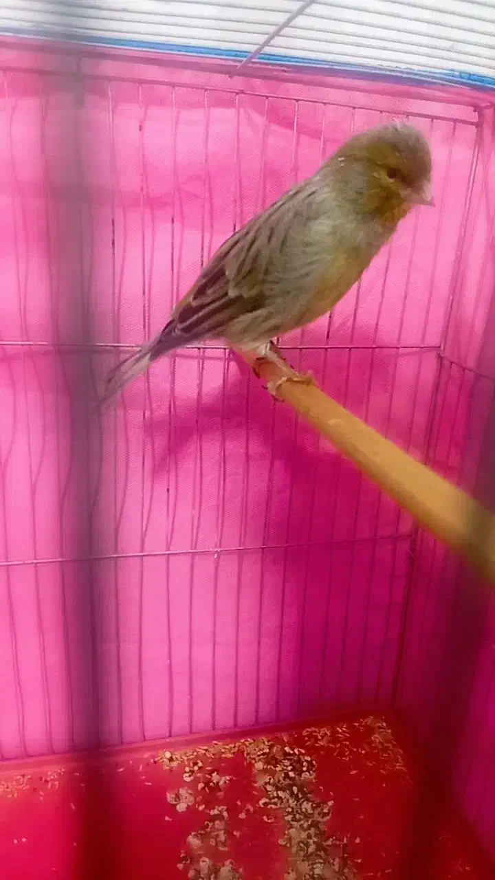 قناری|پرنده|کرمان, |دیوار