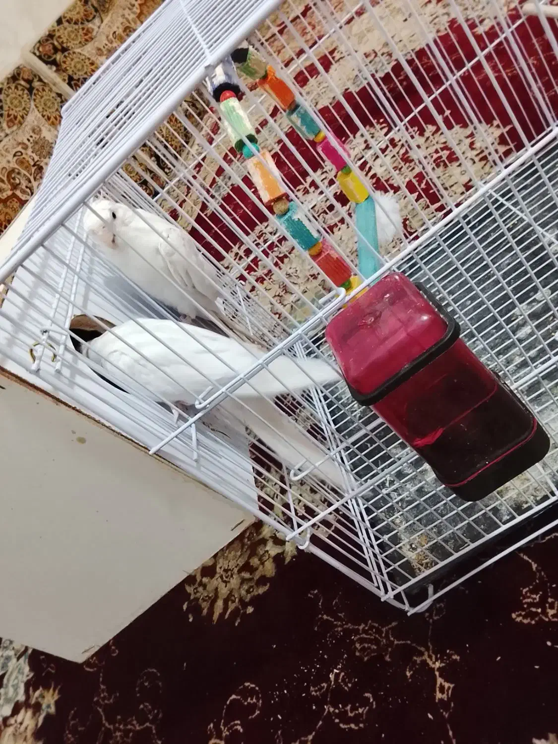 معاوضع عروس البینو|پرنده|کرباسک, |دیوار