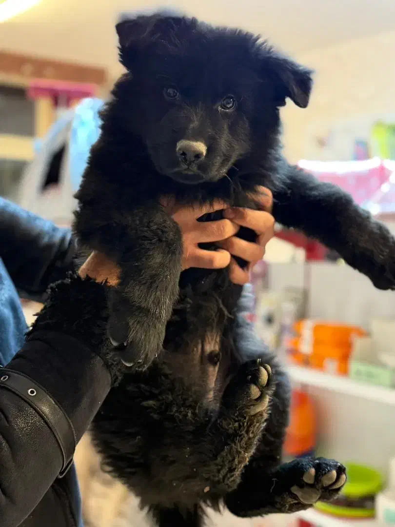 واگذاری یک قلاده ژرمن|سگ|تبریز, |دیوار