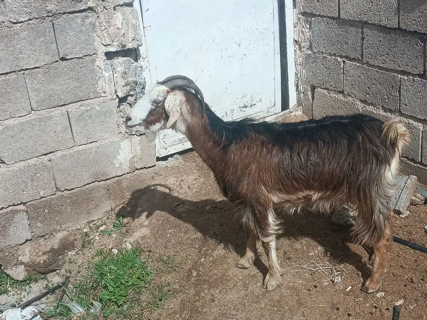 بز ابستن|حیوانات مزرعه|داراب, |دیوار