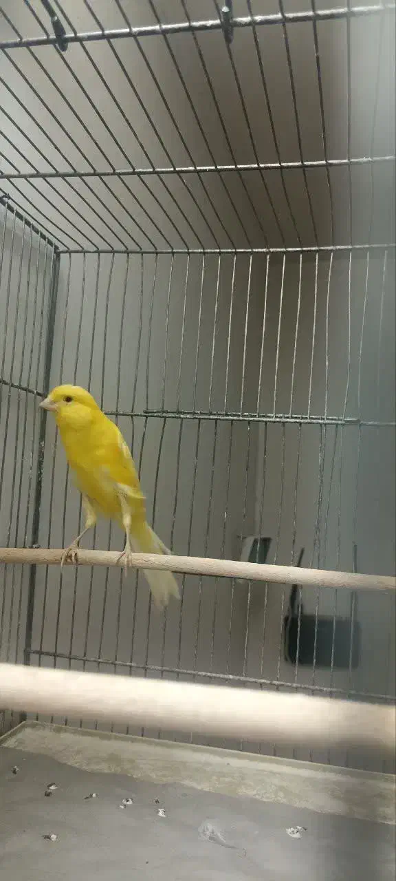 قناری نر بلند|پرنده|قم, هفت تیر|دیوار