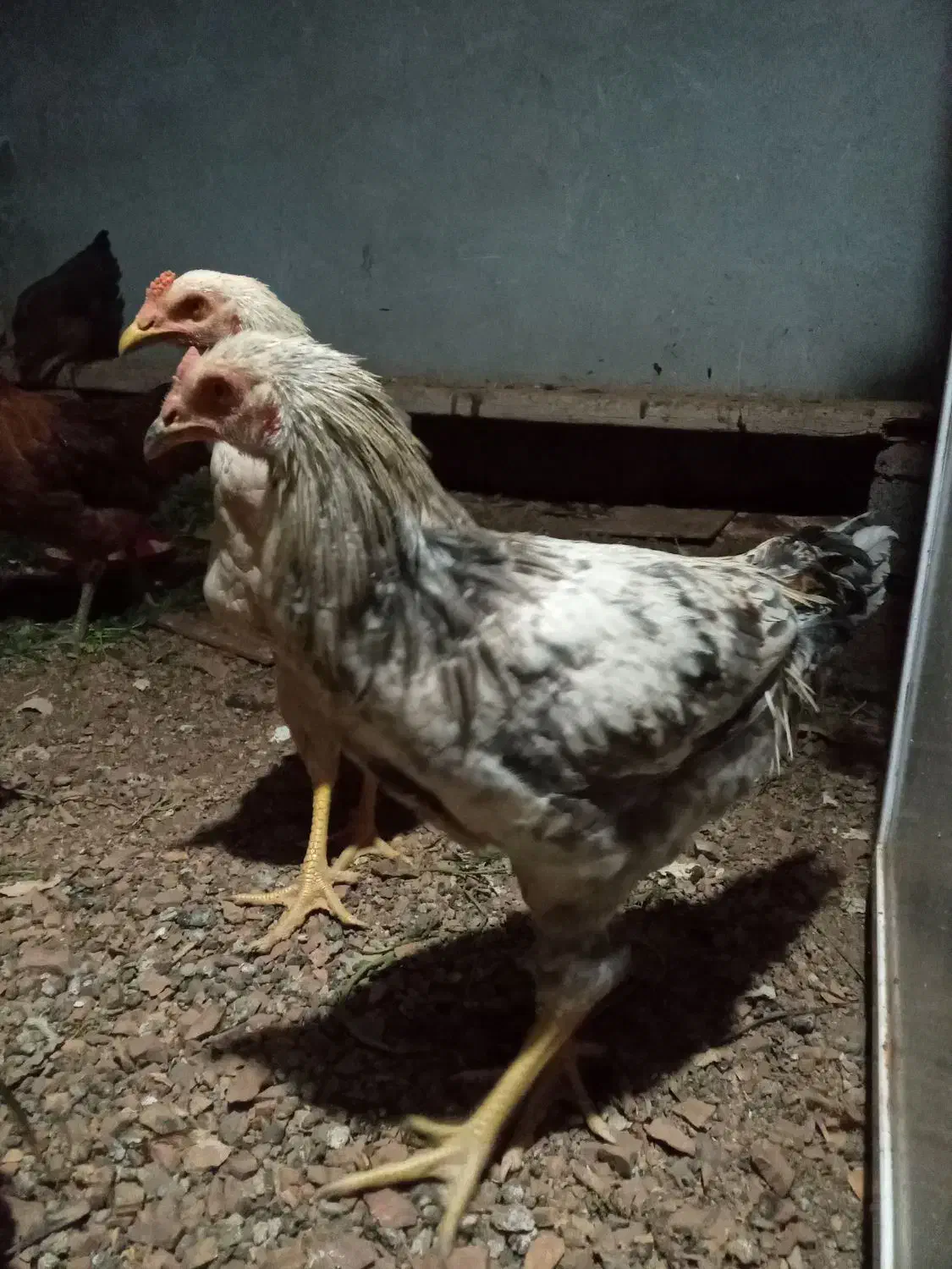 فروش خروس دو رگ|حیوانات مزرعه|پاوه, |دیوار