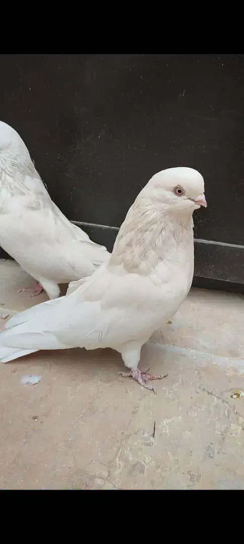 کبوتر|پرنده|بافق, |دیوار