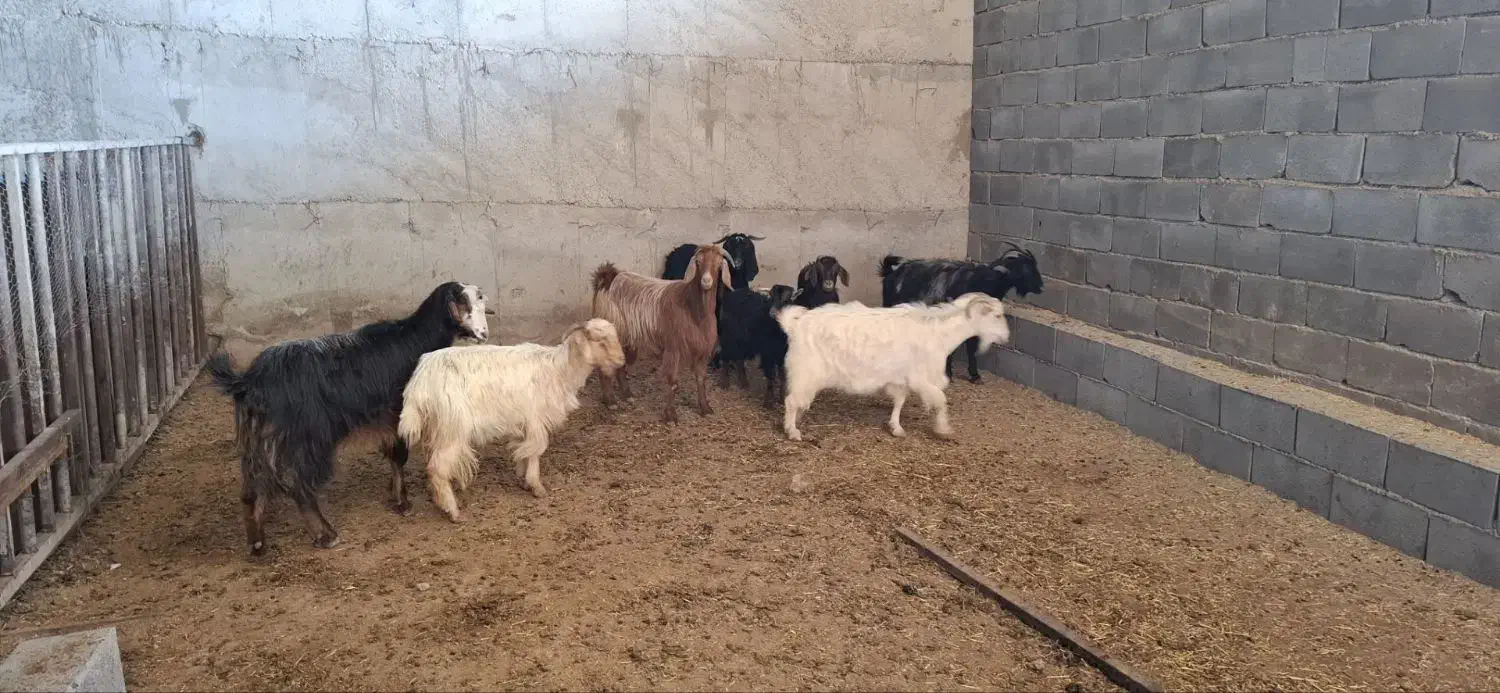 بز بزغاله|حیوانات مزرعه|کرمانشاه, |دیوار