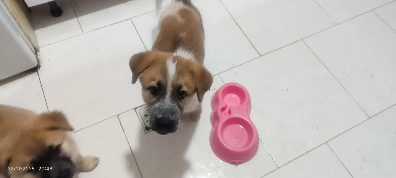 فروش سگ ژرمن سرابی|سگ|پاکدشت, شهرک امام رضا|دیوار