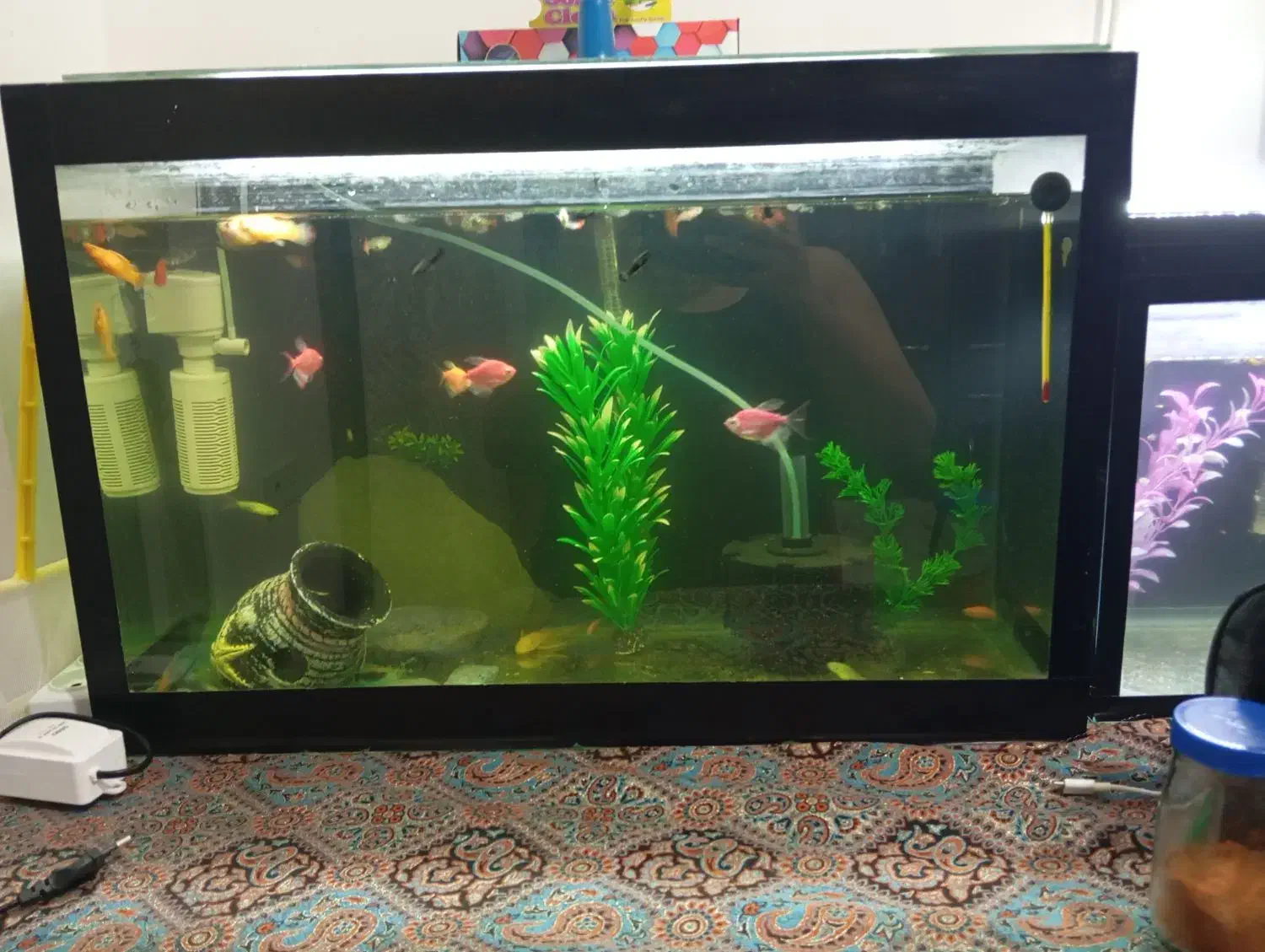 آکواریوم و ماهی مولی بالن|ماهی|کردکوی, |دیوار