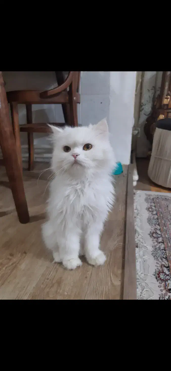 واگذاری گربه پرشین اصیل|گربه|اردبیل, |دیوار