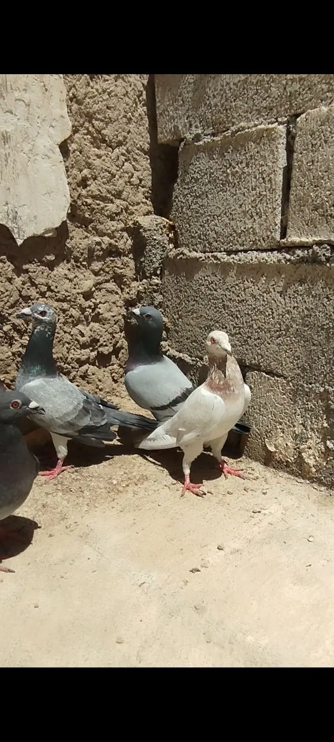 کبوتر|پرنده|درودزن, |دیوار