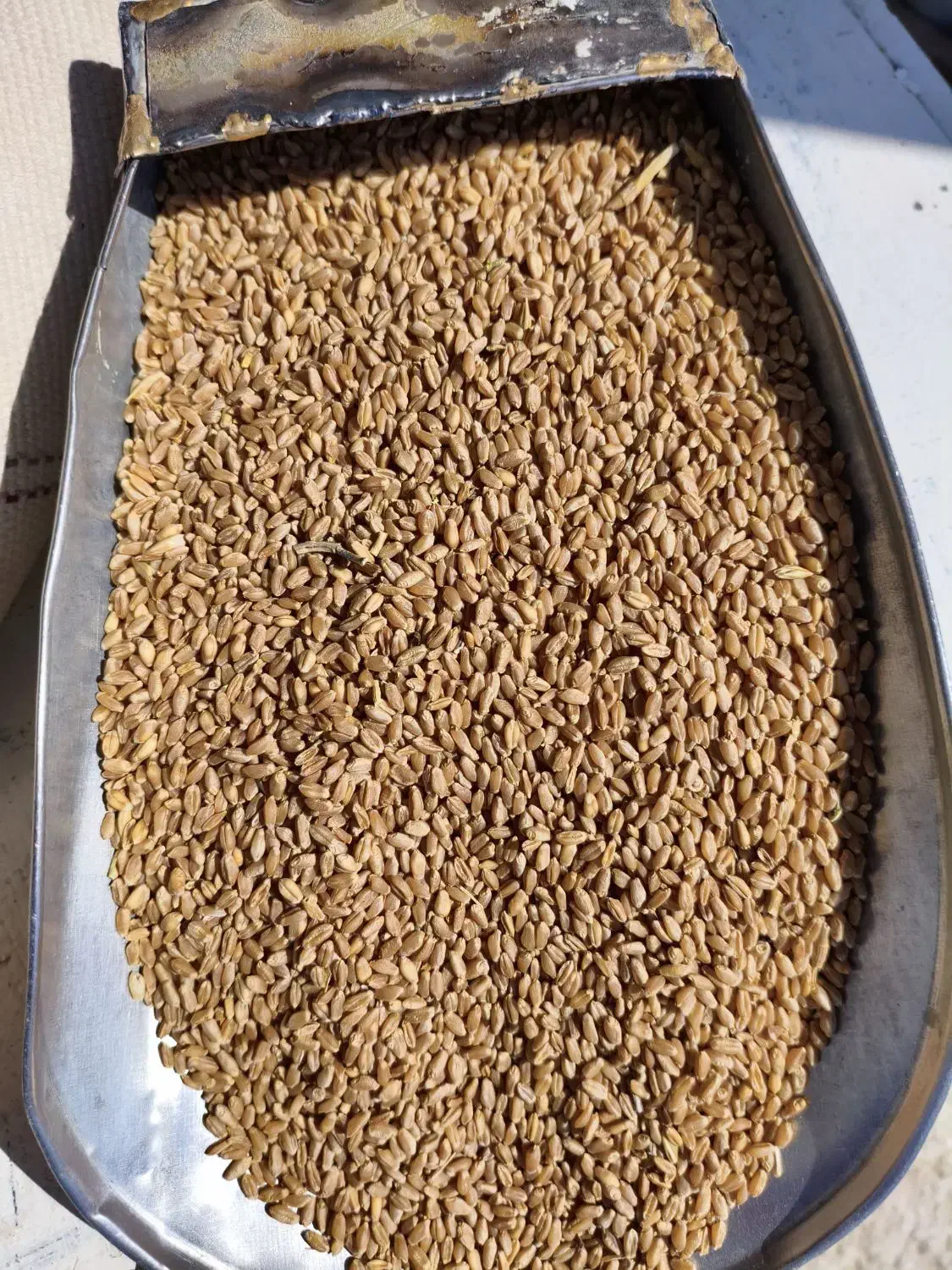 گندم بذری برات|عمدهفروشی|فیروزآباد (فارس), |دیوار