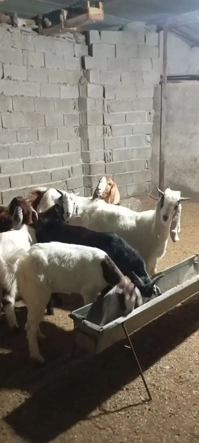 تیشتر درجه یک کهره بز|حیوانات مزرعه|سعدآباد, |دیوار