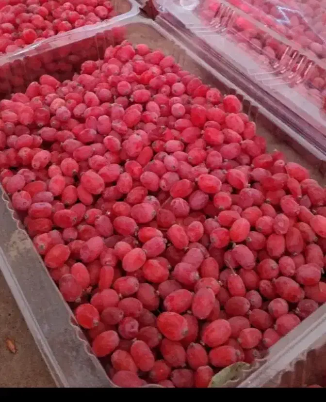 زرشک فقط امروزکیلویی 200|خوردنی و آشامیدنی|مشهد, شهرک بهارستان|دیوار