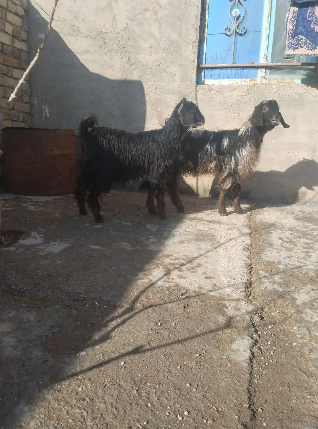 بزغاله ماده|حیوانات مزرعه|قزوین, |دیوار