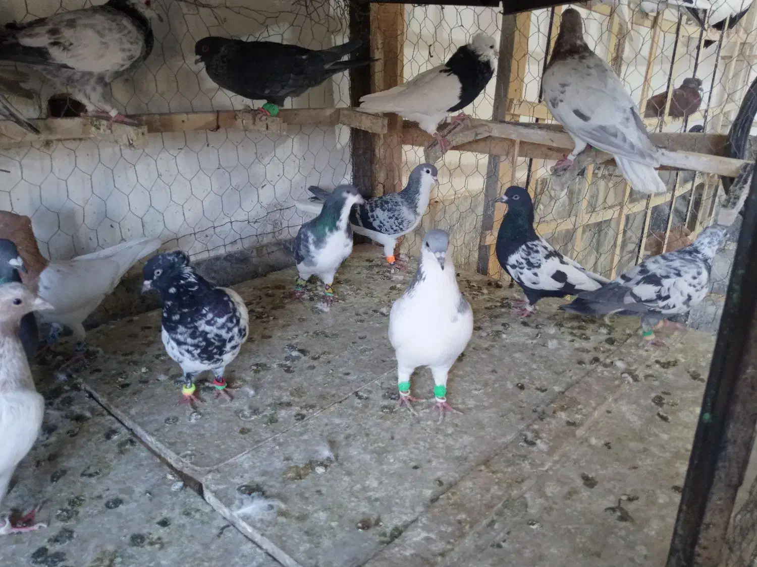 کبوتر بوم|پرنده|چناران, |دیوار