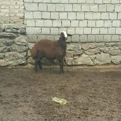 بره بره نر کاور گوسفند|حیوانات مزرعه|صحنه, |دیوار