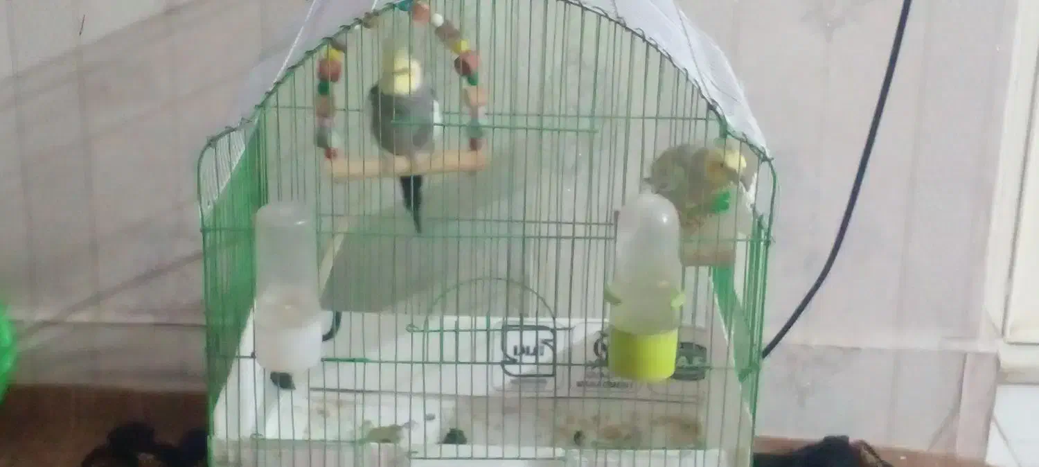 عروس هلندی|پرنده|خوی, |دیوار