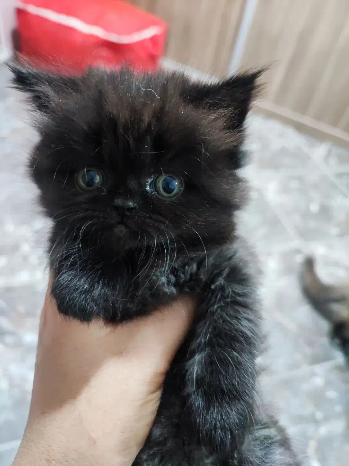 گربه|گربه|کرج, فاز ۴ مهرشهر|دیوار