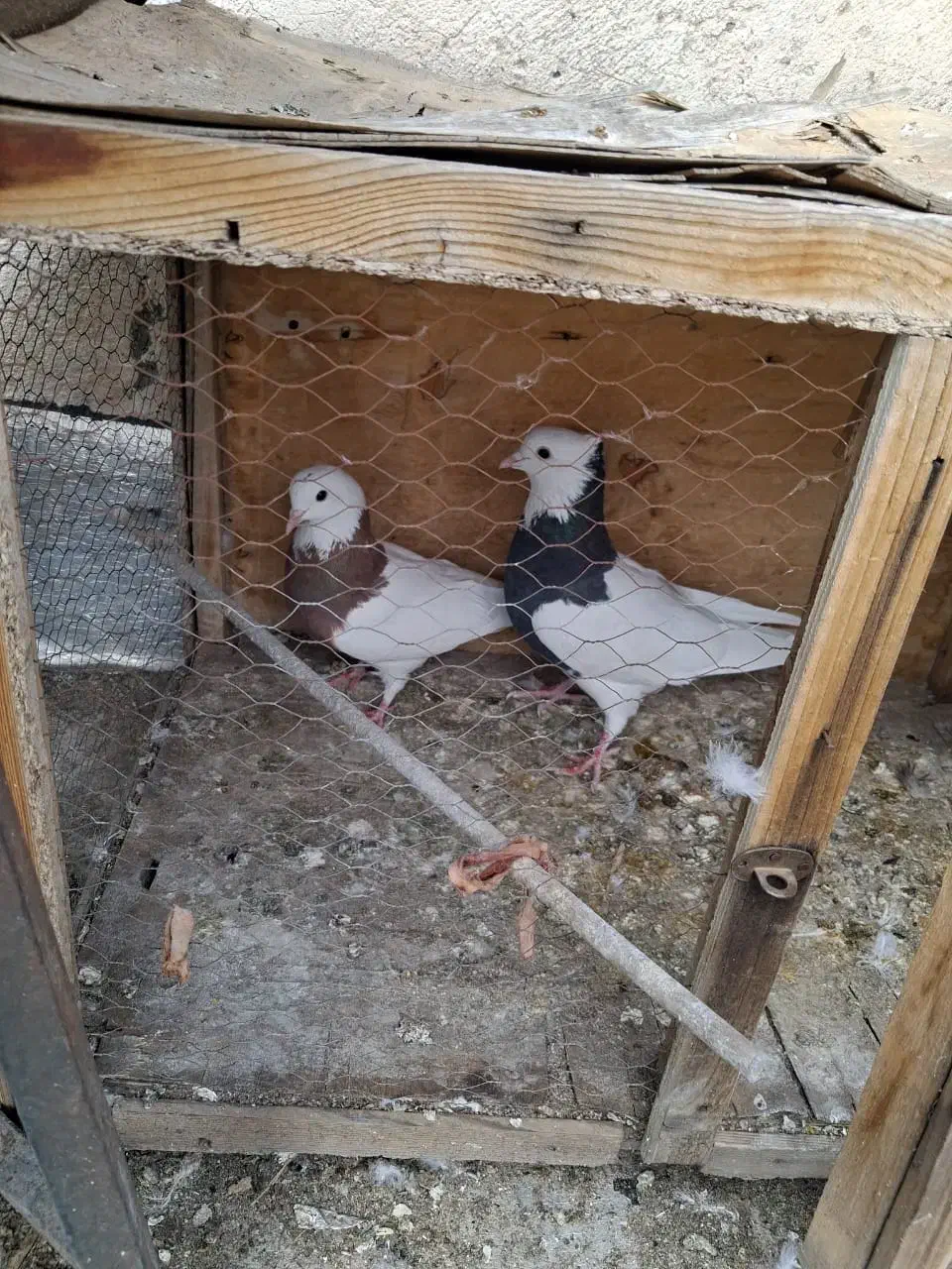 فروشی|پرنده|تهران, قیطریه|دیوار