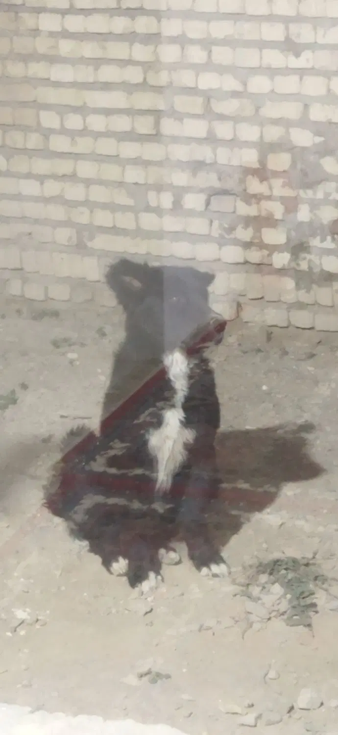 سگه گله|سگ|عسگران, |دیوار