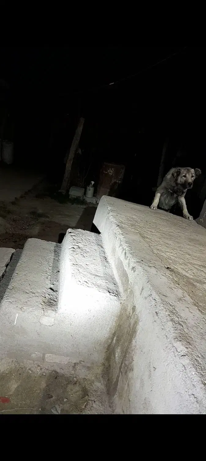 سگ سرابی یک ساله|سگ|اهر, |دیوار