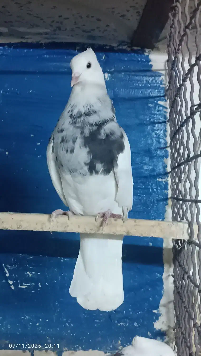 طوقی لکه دار|پرنده|فیروزآباد, |دیوار