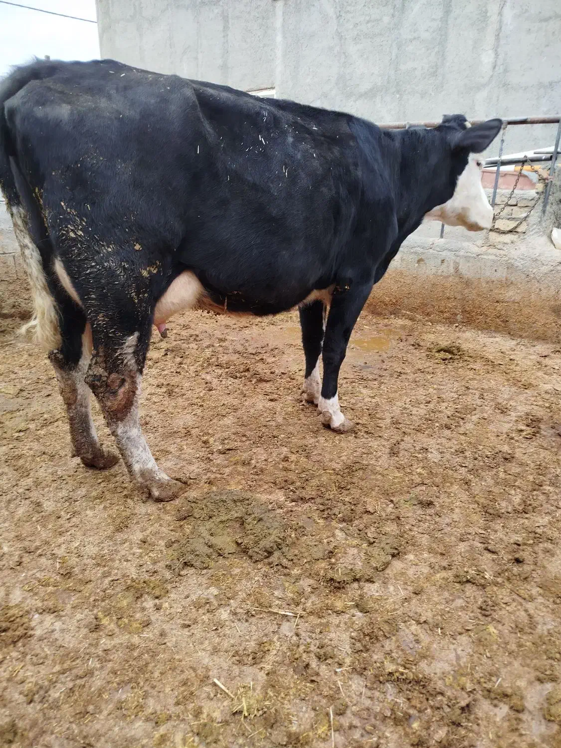 گاو شیری سمینتال تلیسه|حیوانات مزرعه|قزوین, |دیوار