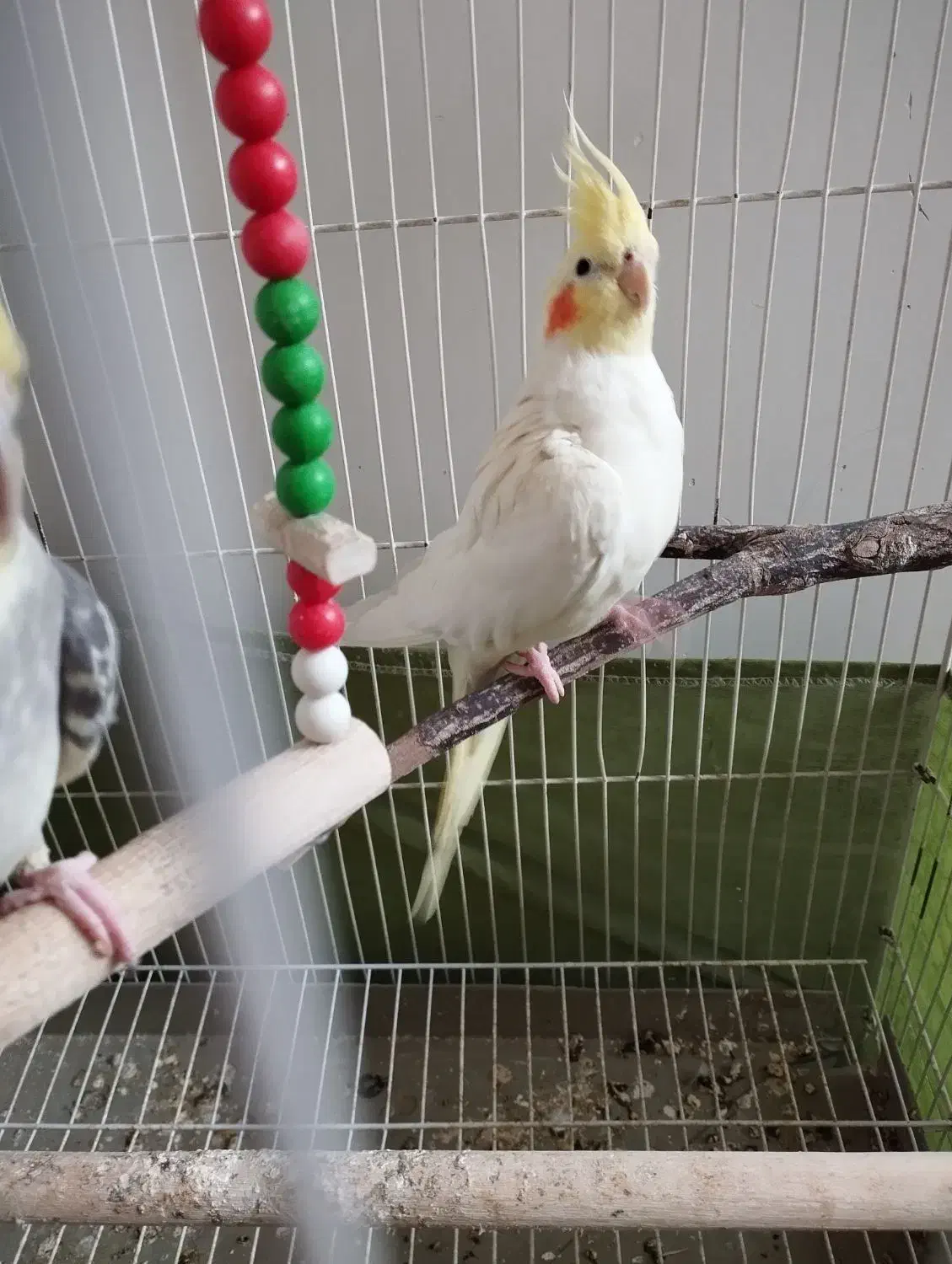 عروس هلندی|پرنده|ری, سیزده آبان|دیوار