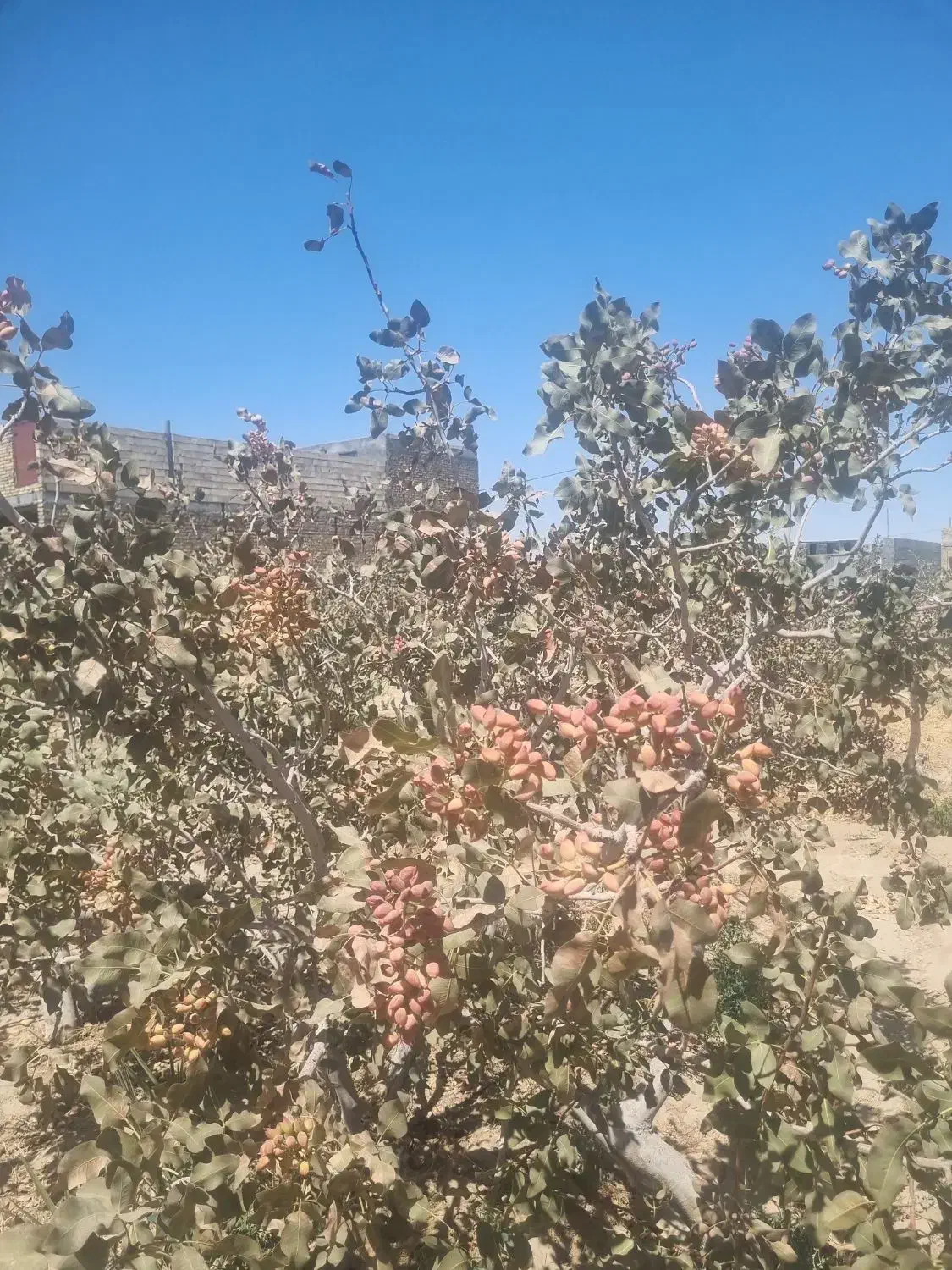 زمین فروشی پشت هتل علمدار|فروش زمین و ملک کلنگی|بافق, |دیوار