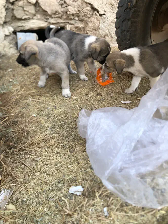 واگذار۳ تا توله ماده|سگ|مهاباد (آذربایجان غربی), |دیوار