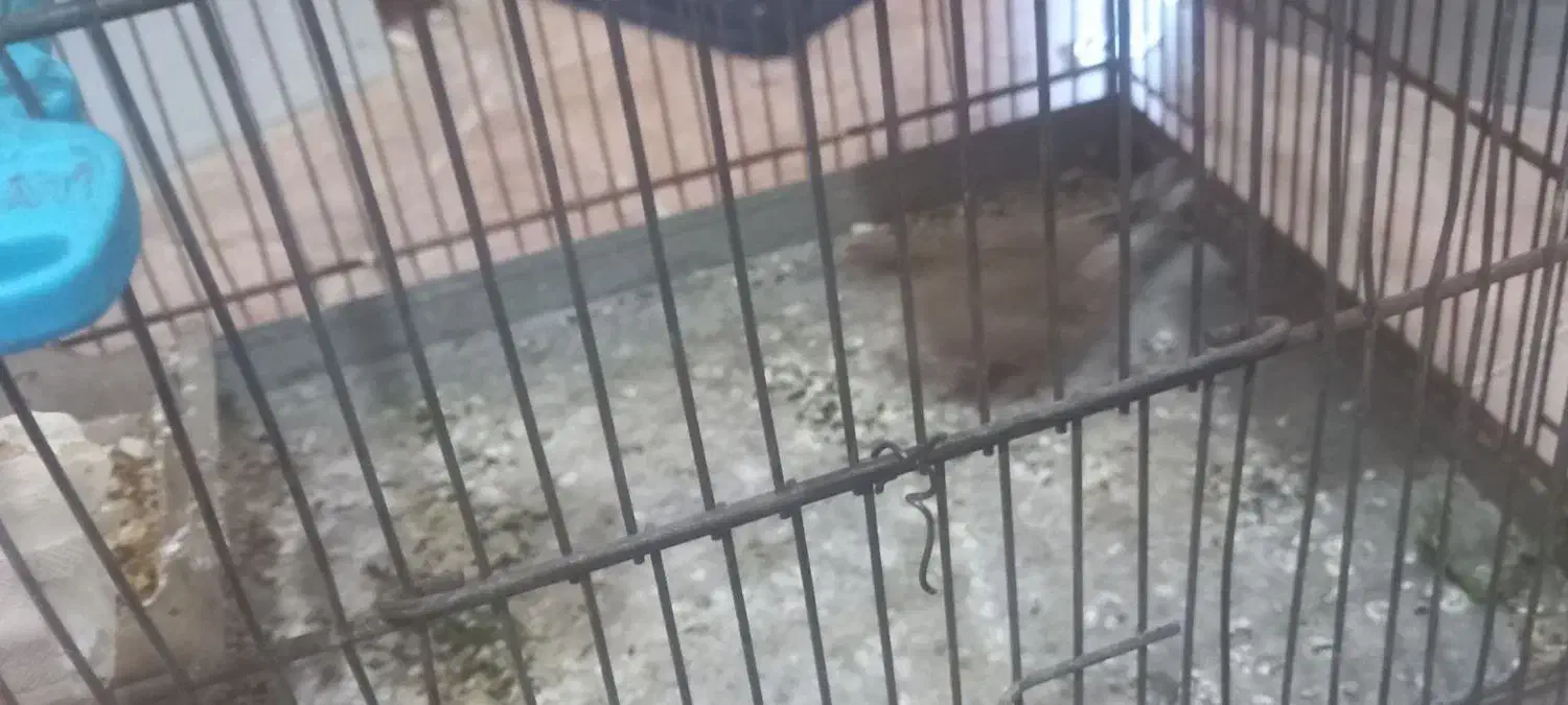 سره|پرنده|اهواز, اهواز|دیوار