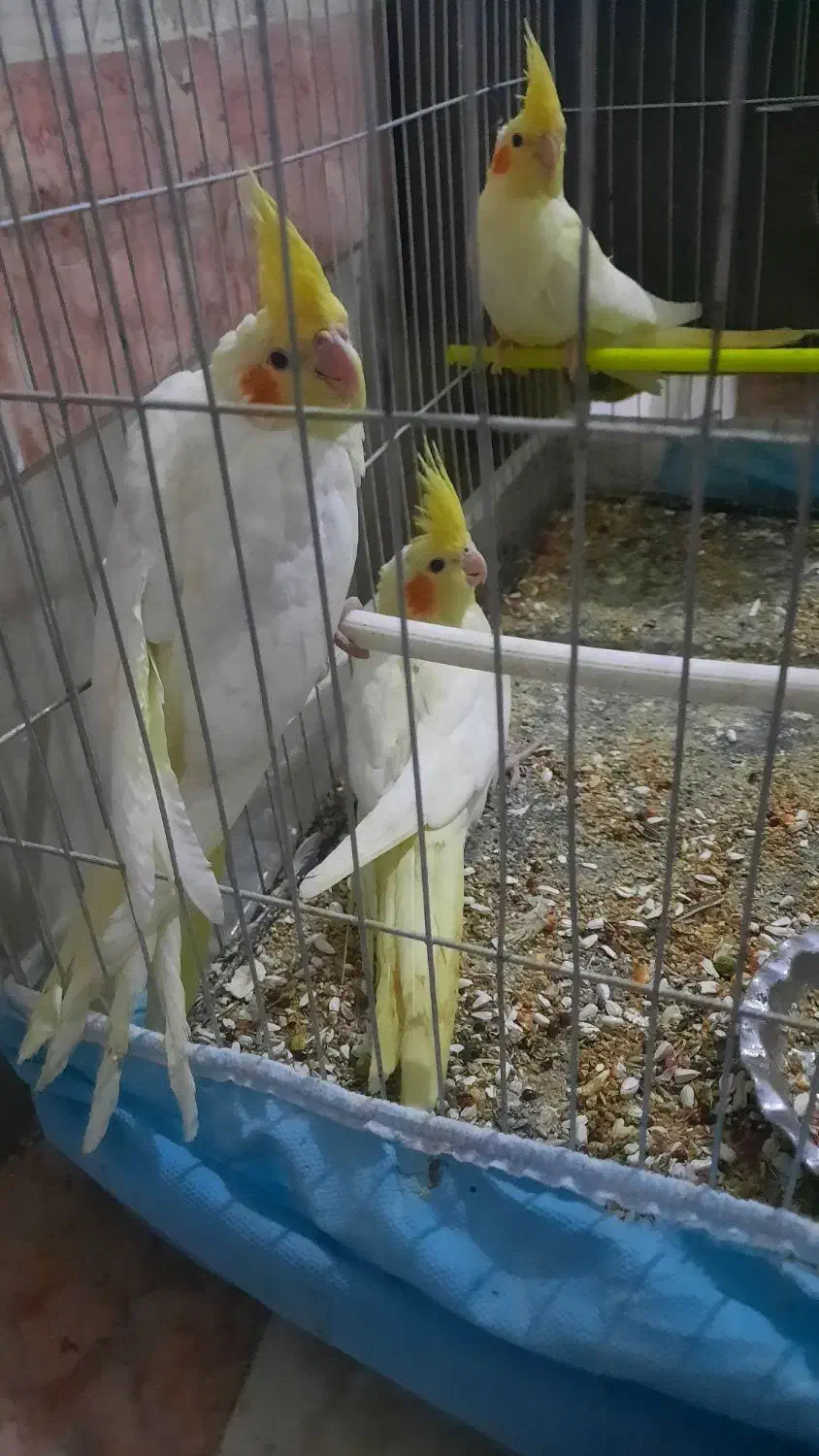 سلام ستا جوجه دوماه عروس  هلندی|پرنده|مشهد, شهید احمدی روشن|دیوار