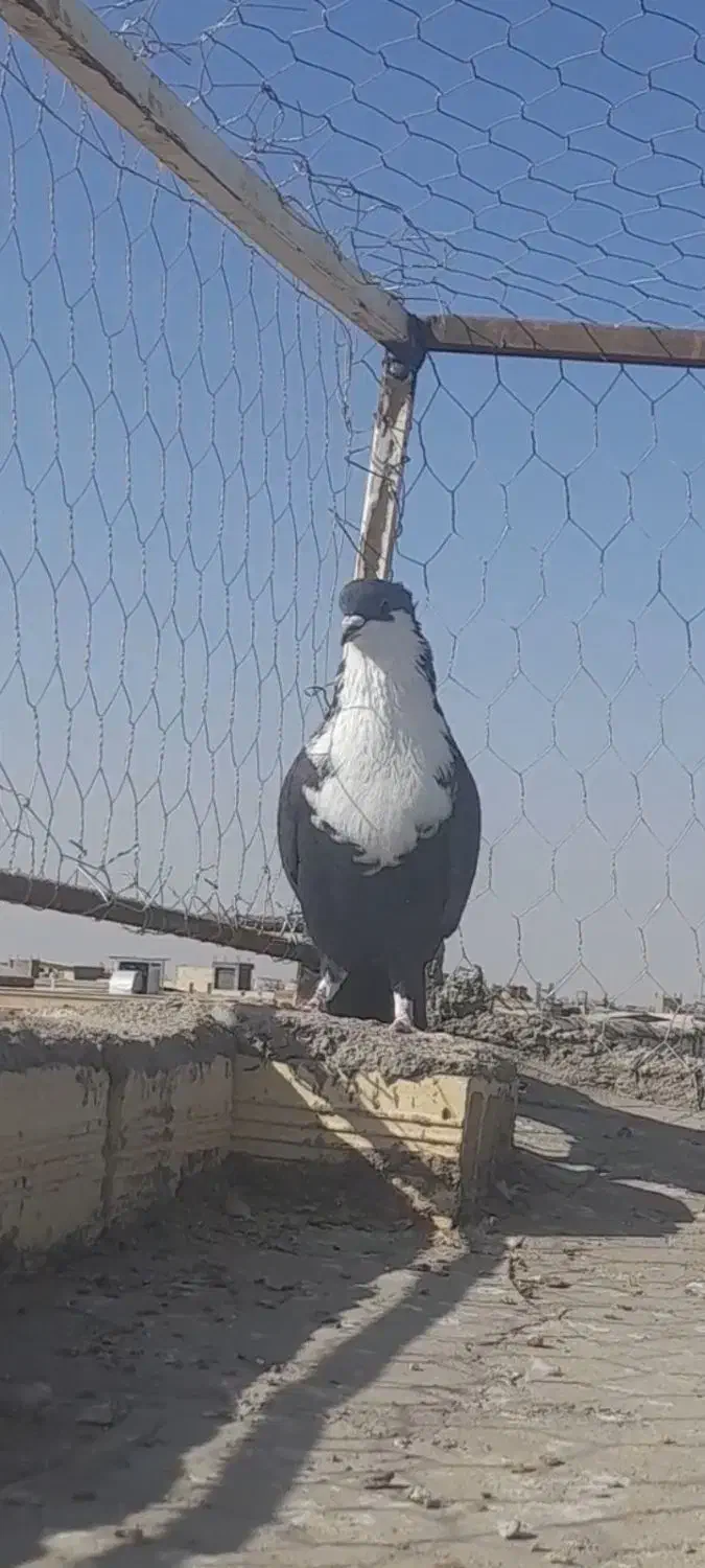 سیاه کلایی گم شده|پرنده|رفسنجان, |دیوار