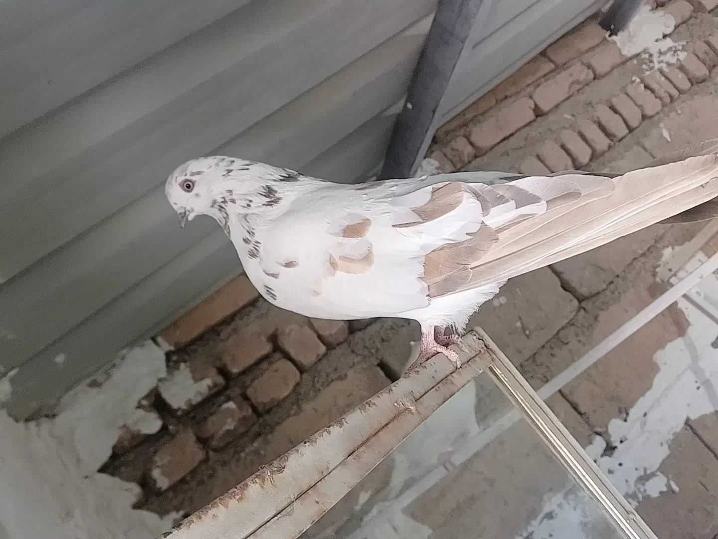 10 عدد کبوتر فروشی|پرنده|سردشت, |دیوار